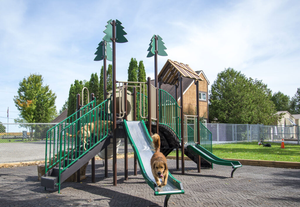 dog sliding down a stainless steel slide on a nature-themed Blue Imp playground structure designed for dogs at a doggie daycare